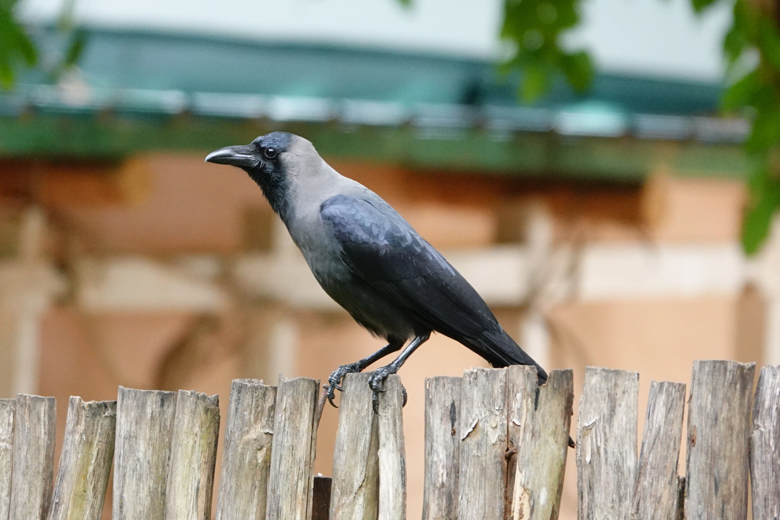 image House Crow